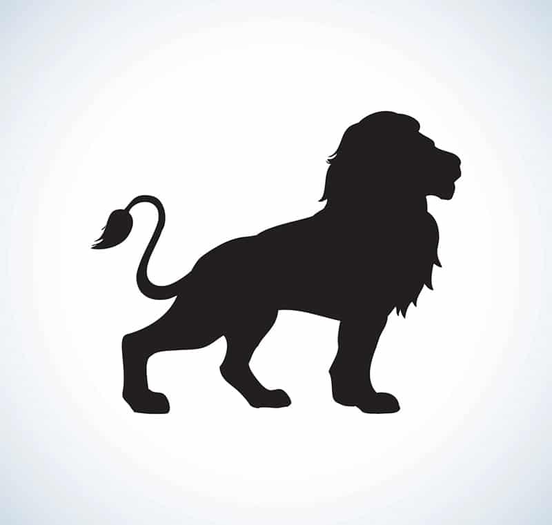 lion lion