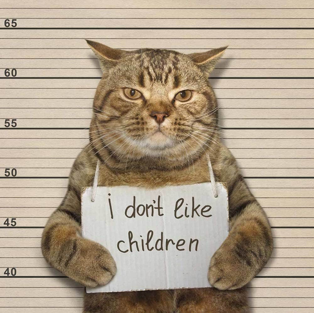 stock-photos cat mug shot